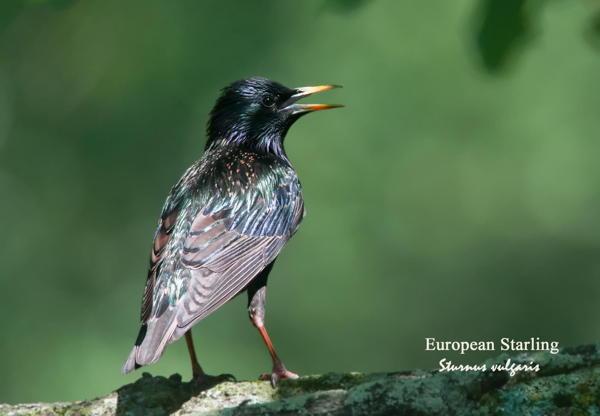European Starling